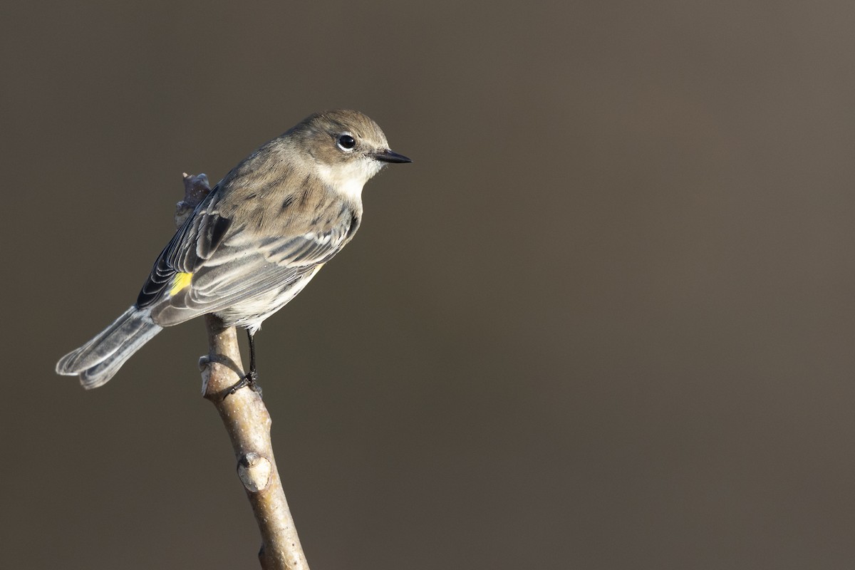 Yellow-rumped Warbler (Myrtle) - ML646549172