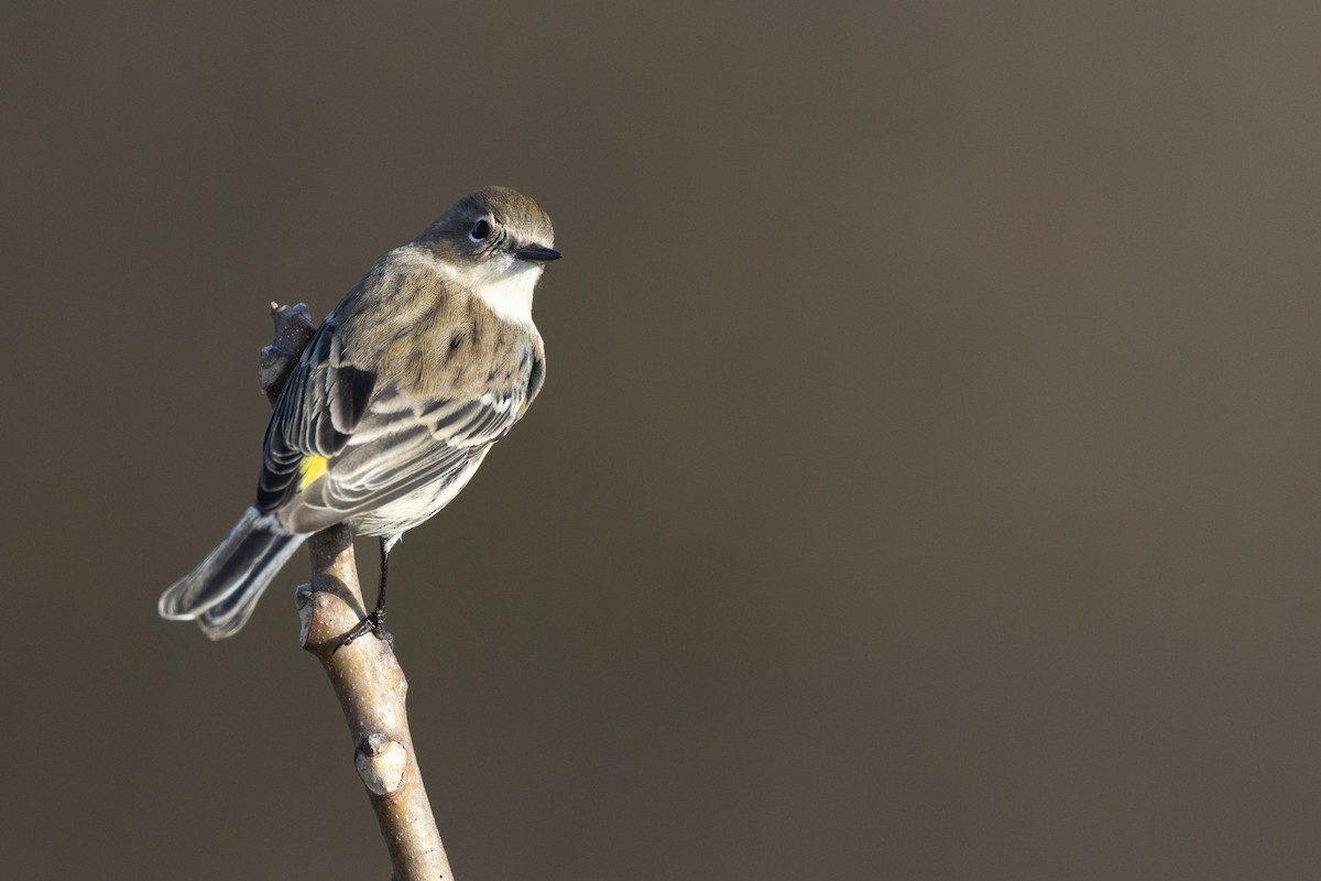 Yellow-rumped Warbler (Myrtle) - ML646549173