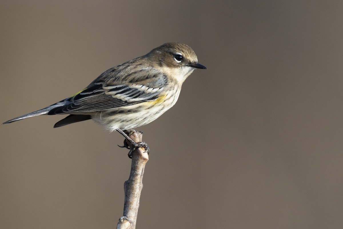 Yellow-rumped Warbler (Myrtle) - ML646549174