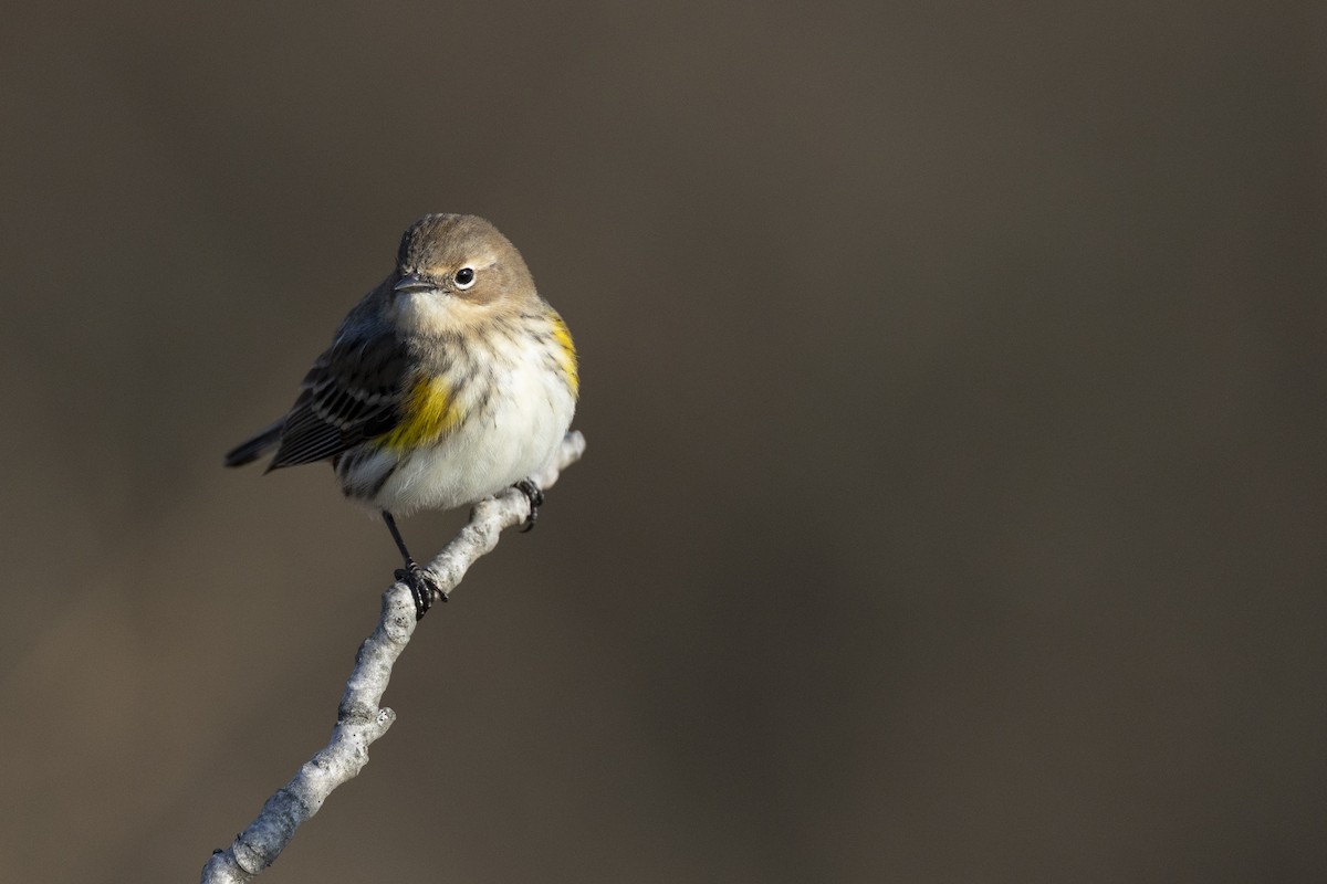 Yellow-rumped Warbler (Myrtle) - ML646549175