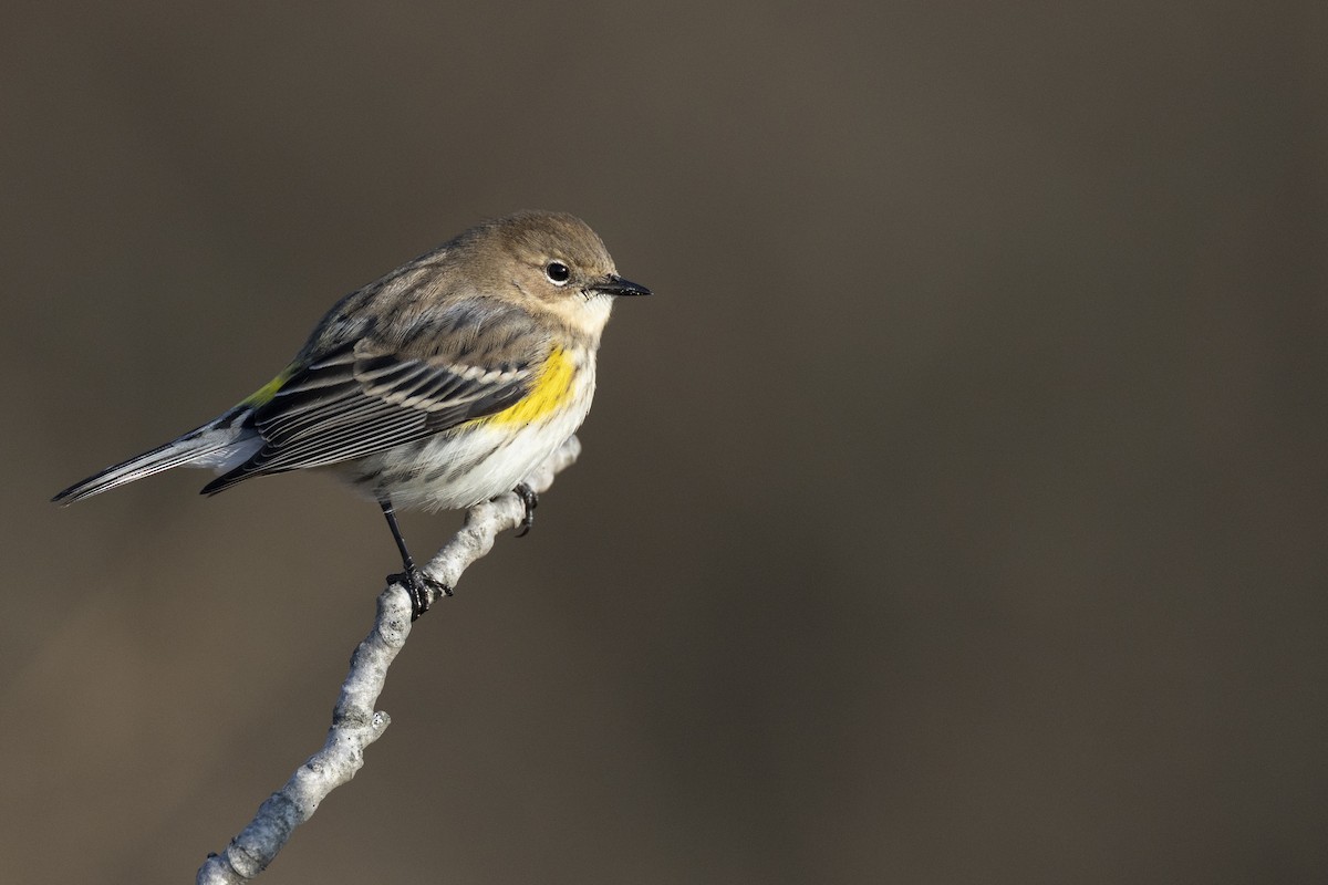 Yellow-rumped Warbler (Myrtle) - ML646549176