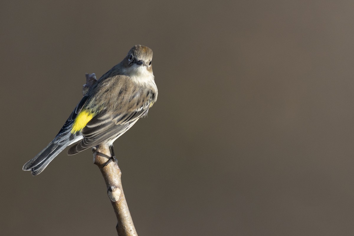 Yellow-rumped Warbler (Myrtle) - ML646549177