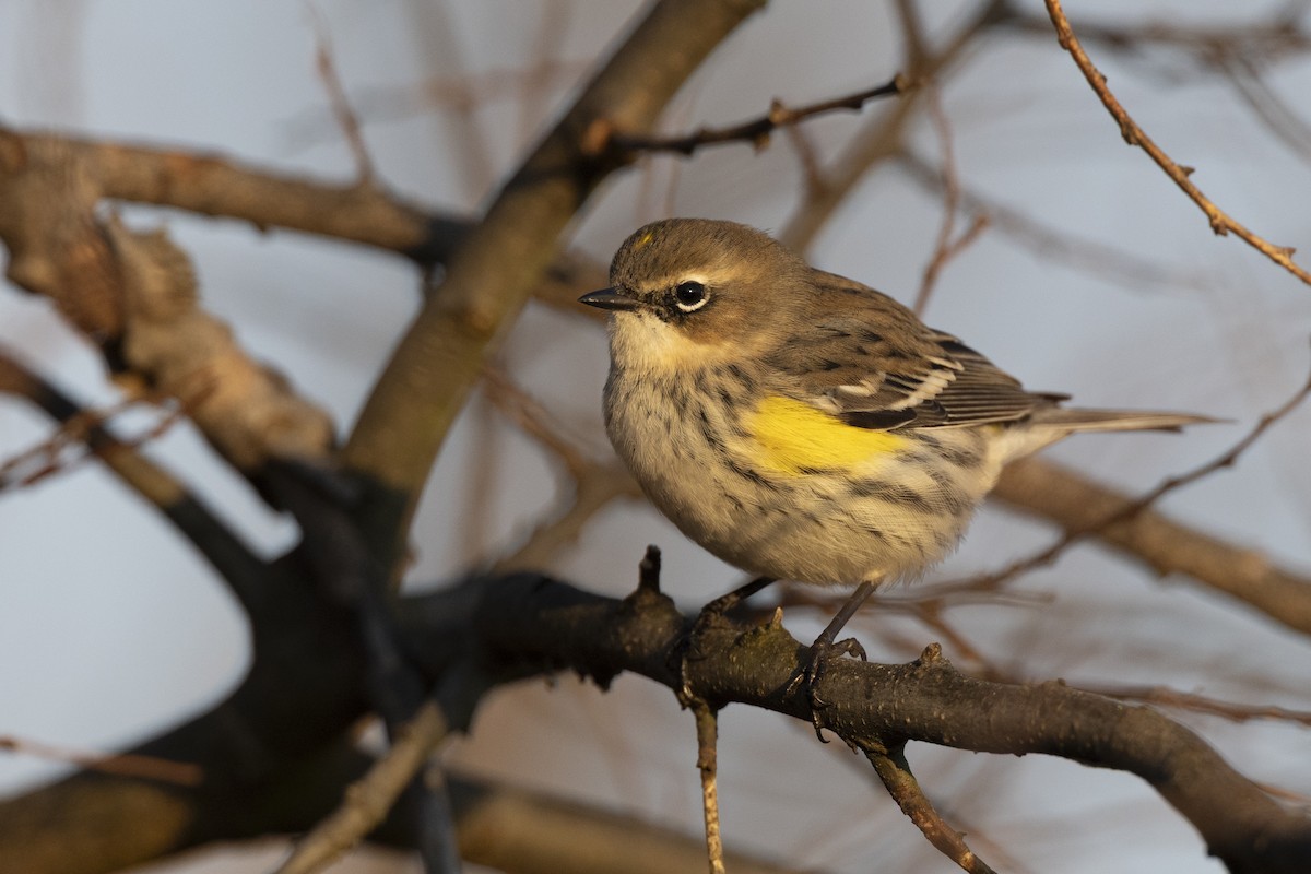Yellow-rumped Warbler (Myrtle) - ML646549178