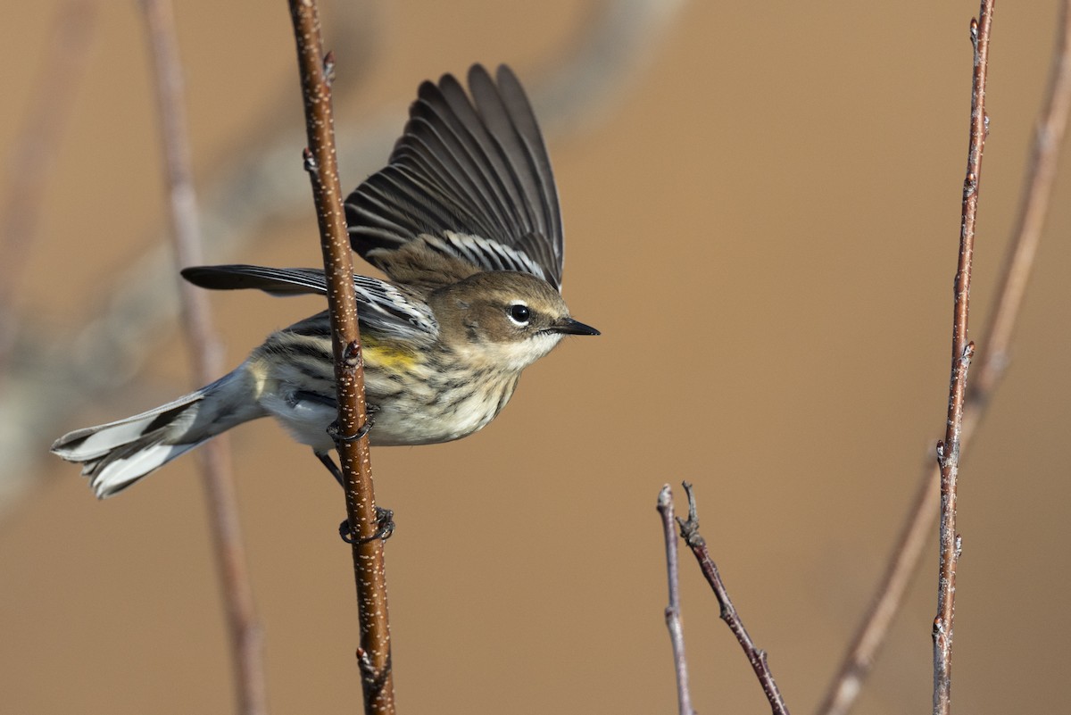 Yellow-rumped Warbler (Myrtle) - ML646549179