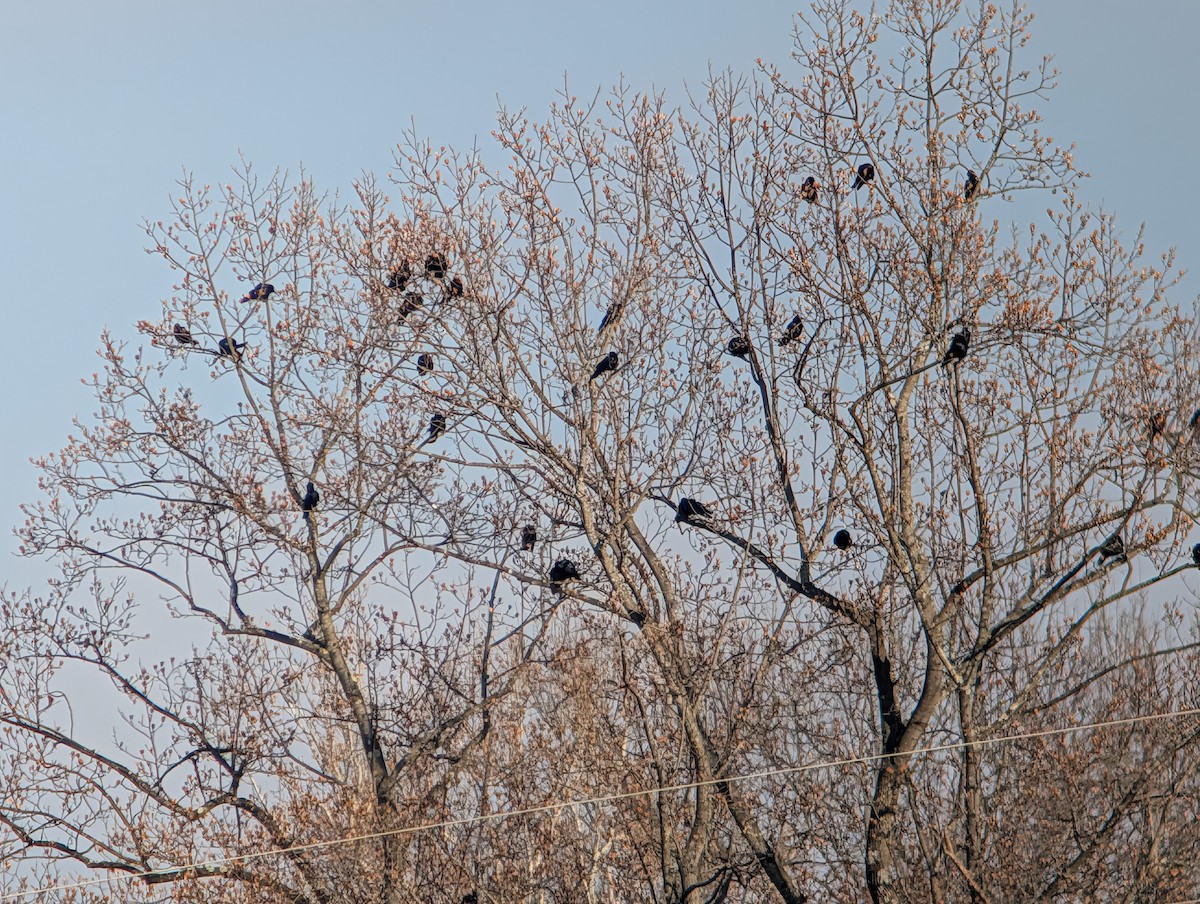 American/Fish Crow - ML646549181
