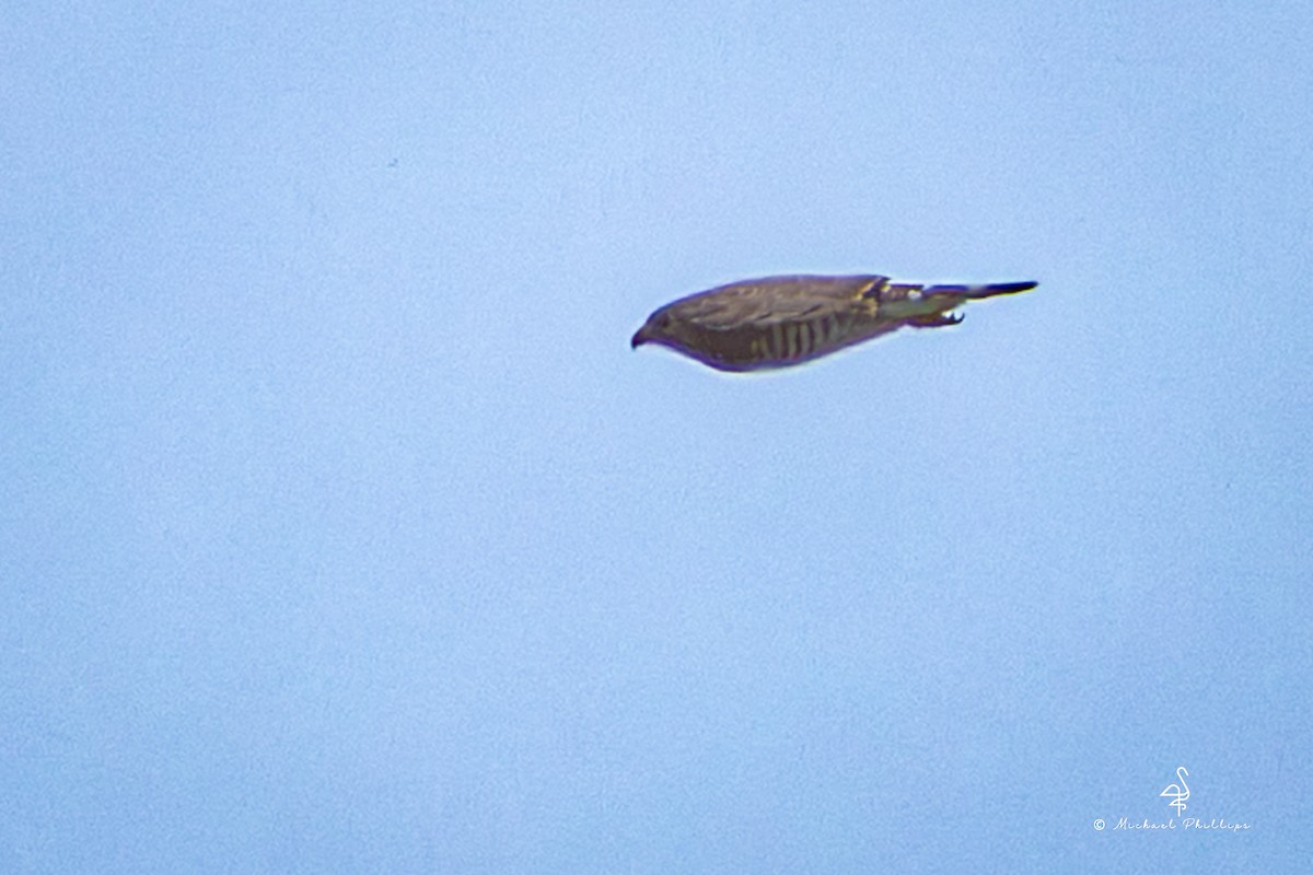 Канюк ширококрилий - ML646549184