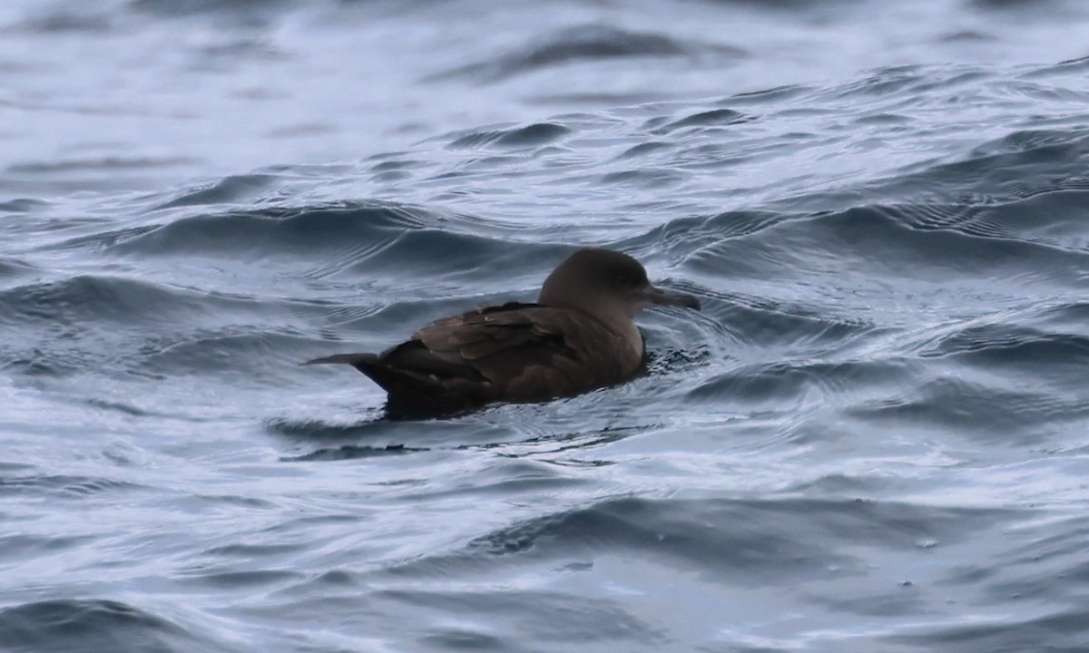 灰水薙鳥 - ML646549186