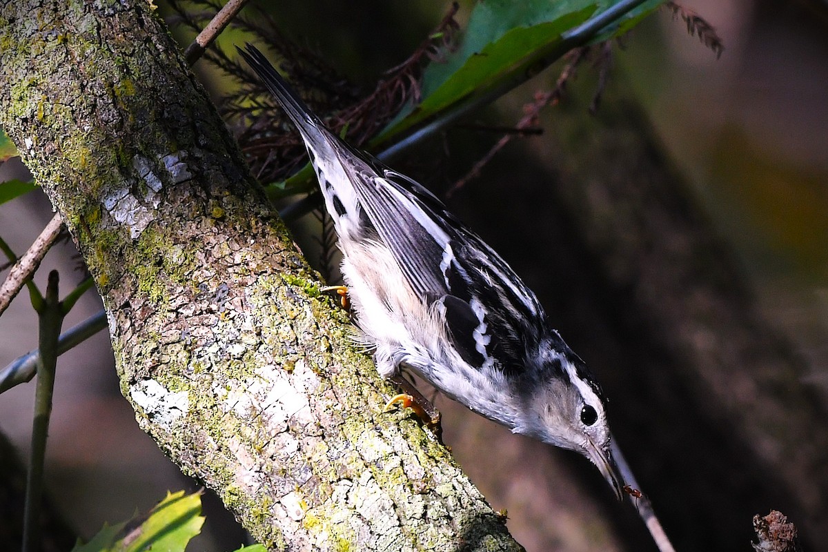 Black-and-white Warbler - ML646549187