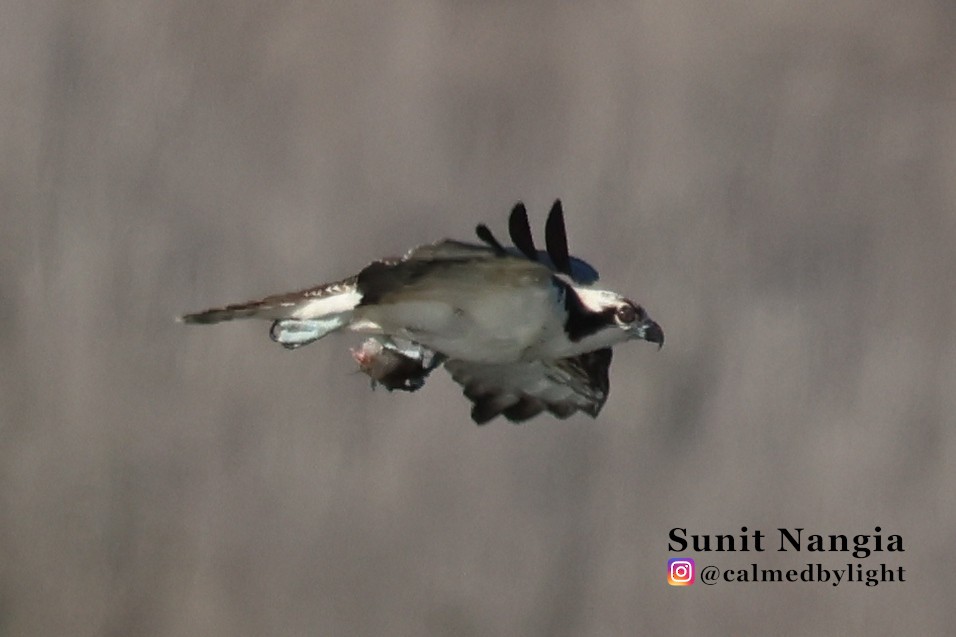 Osprey - ML646549189