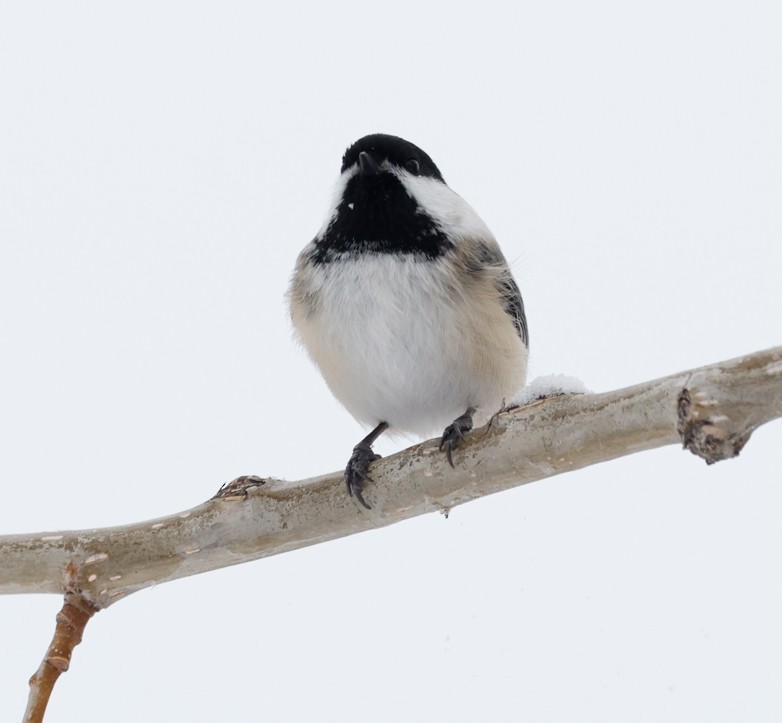 Amerika Baştankarası - ML646549190