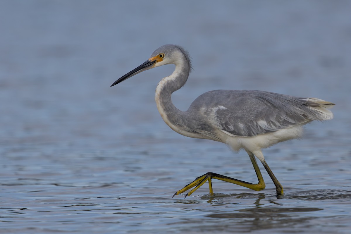Tricolored Heron x Snowy Egret (hybrid) - ML646549191