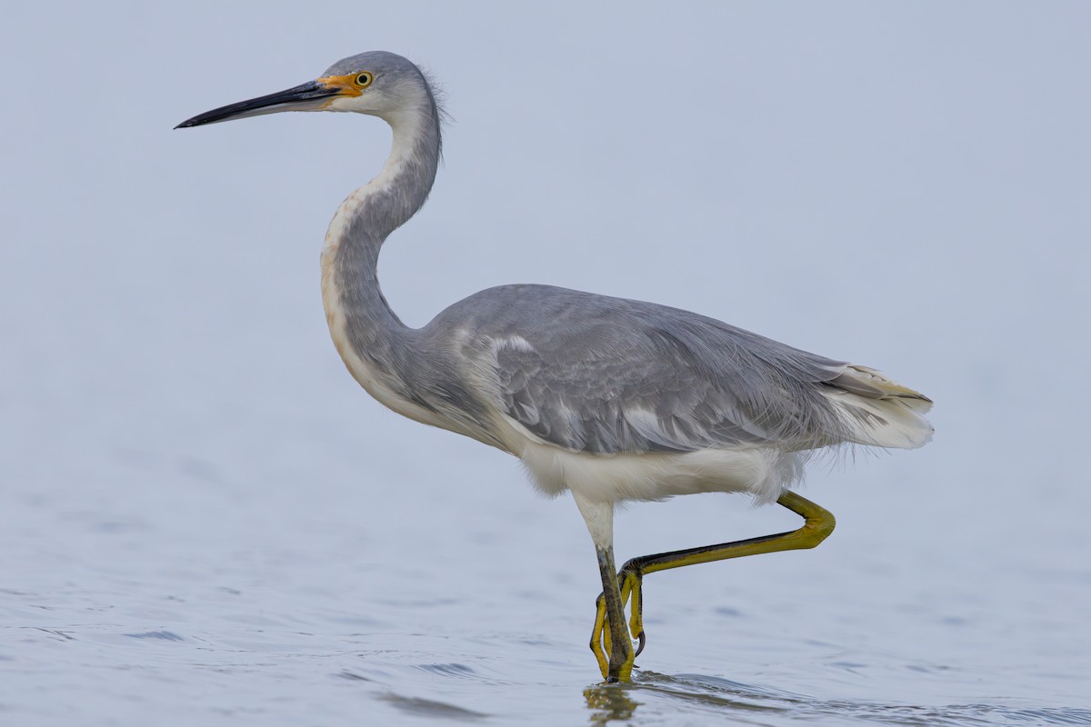 Tricolored Heron x Snowy Egret (hybrid) - ML646549192