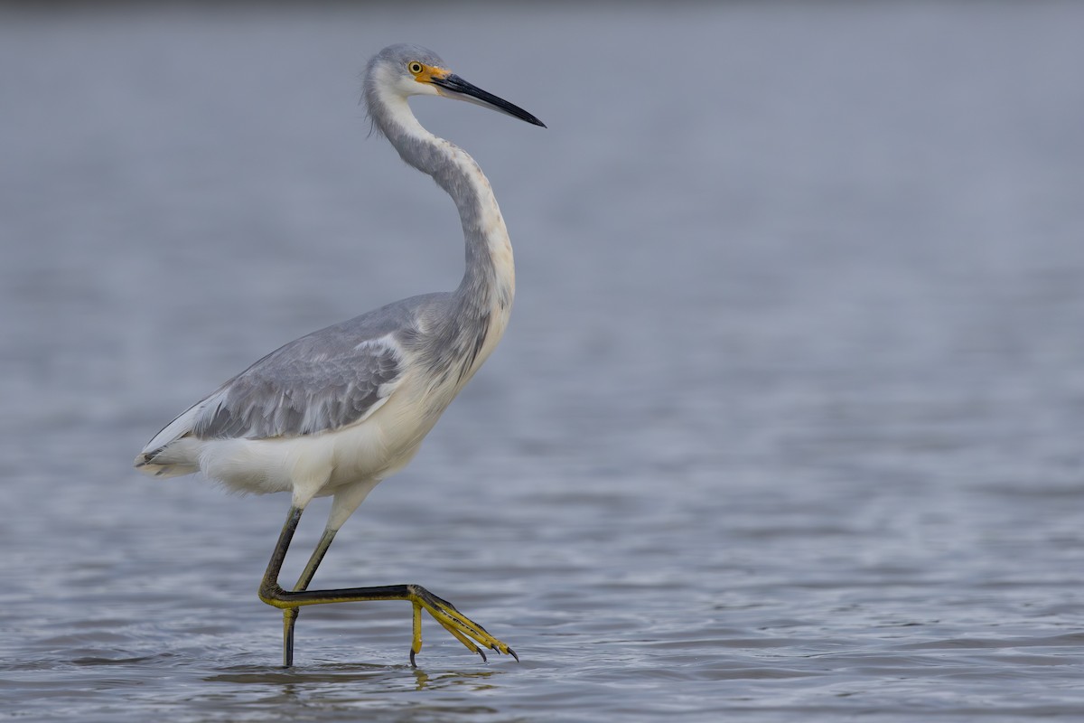 Tricolored Heron x Snowy Egret (hybrid) - ML646549195