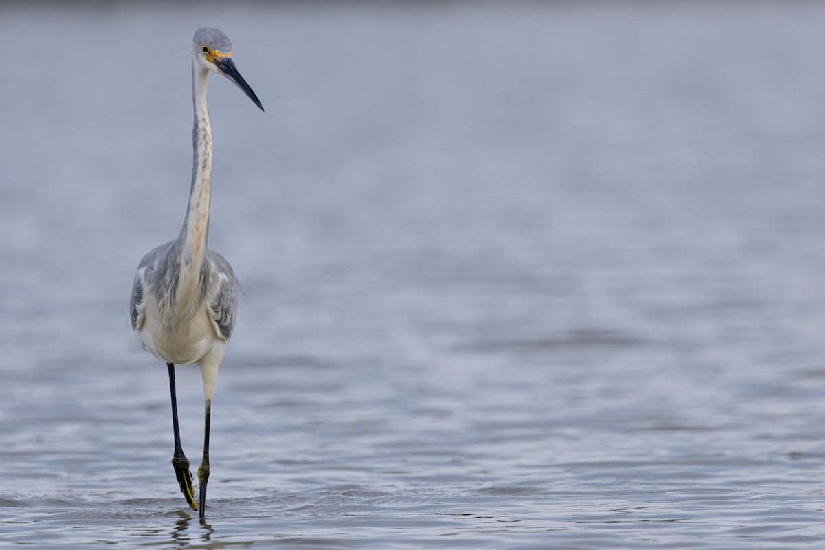 Tricolored Heron x Snowy Egret (hybrid) - ML646549196