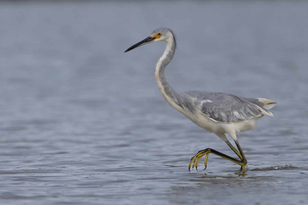 Tricolored Heron x Snowy Egret (hybrid) - ML646549197