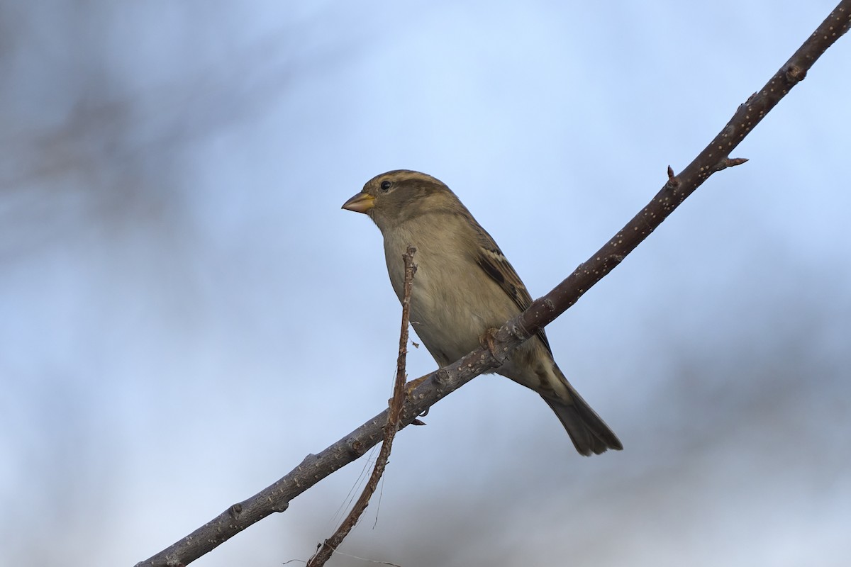 House Sparrow - ML646549198