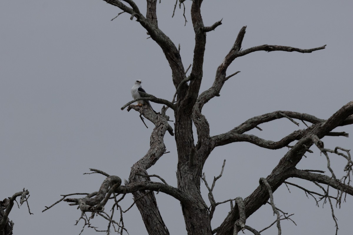 White-tailed Kite - ML646549200