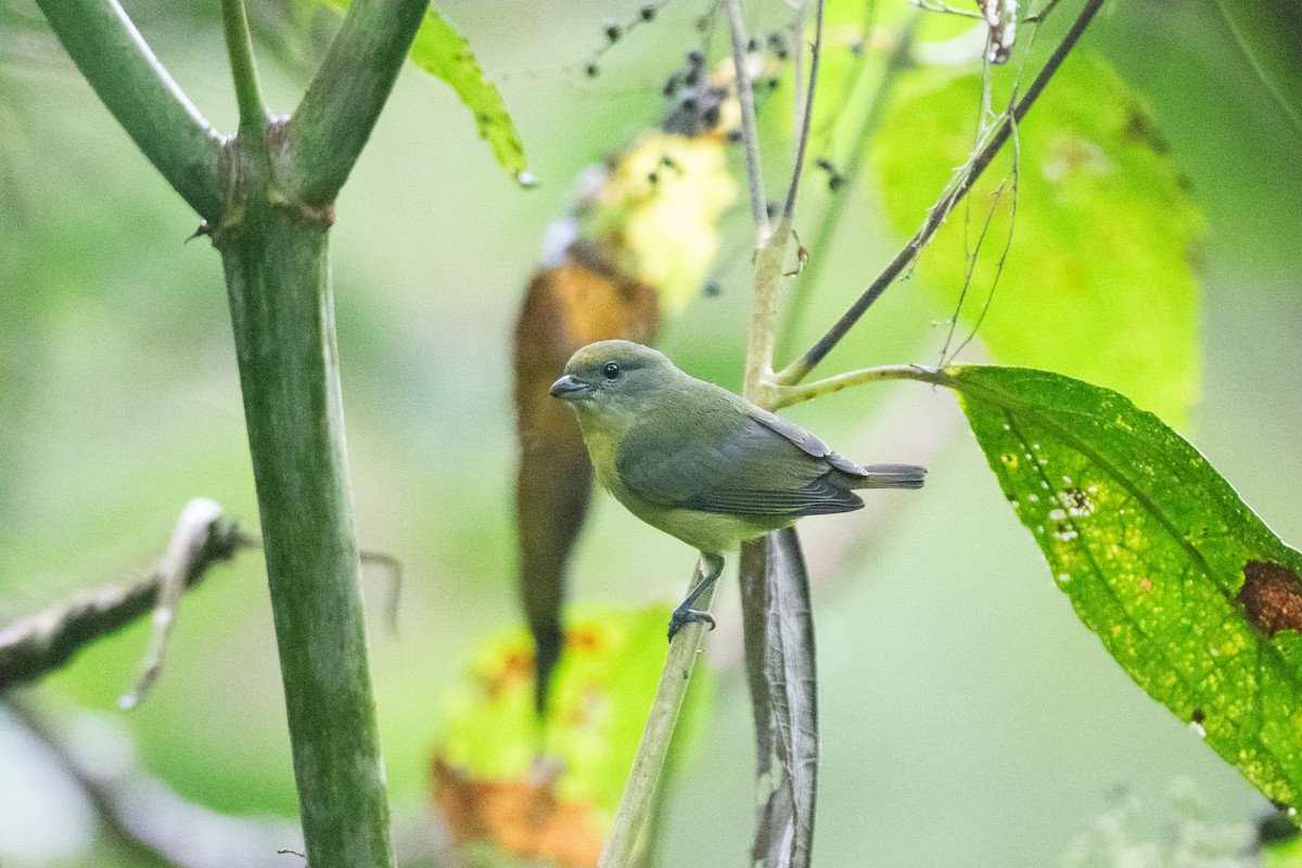 libohlásek tlustozobý - ML646549201