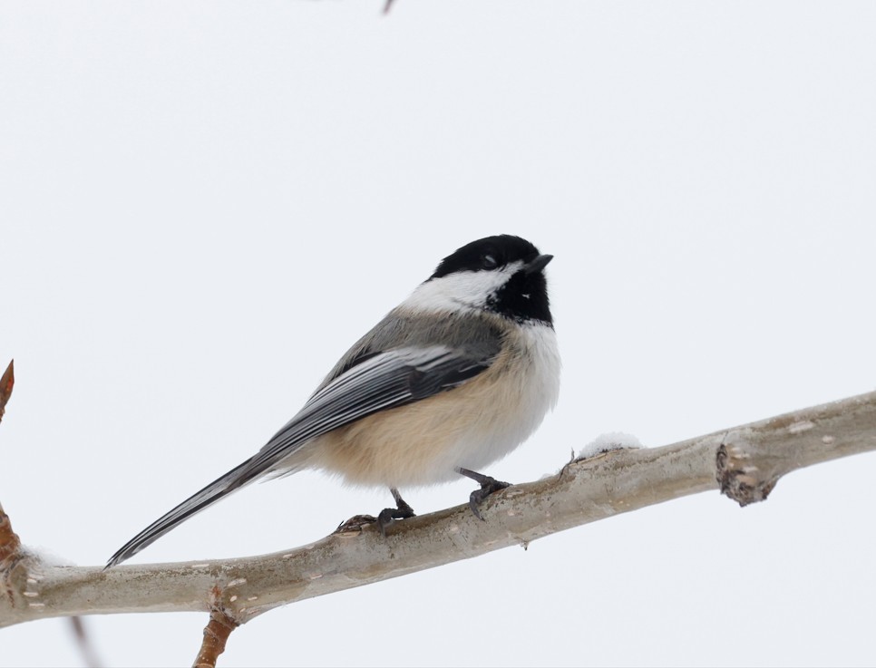 Amerika Baştankarası - ML646549202