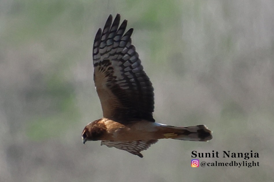 Northern Harrier - ML646549206