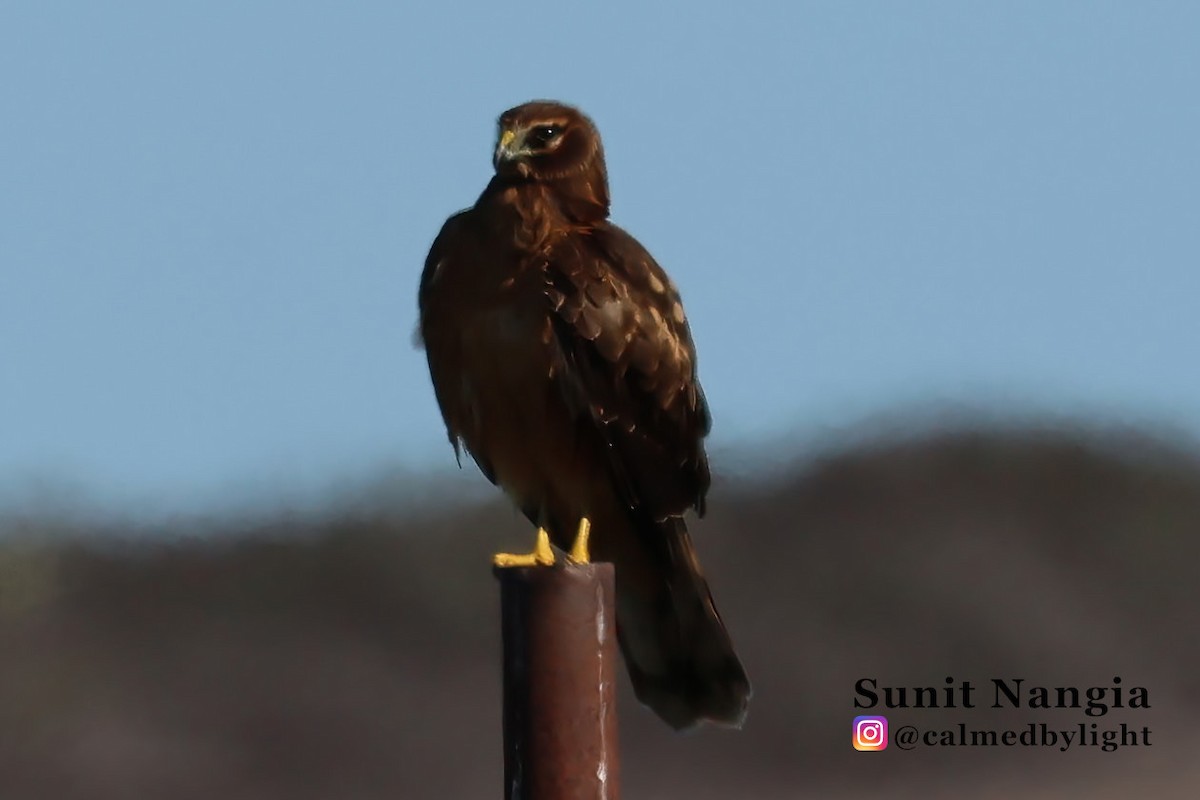 Northern Harrier - ML646549207