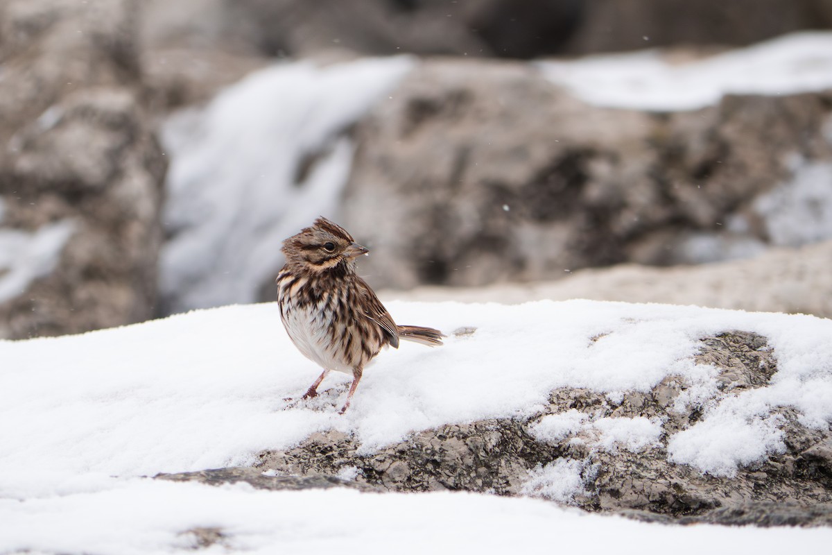 Song Sparrow - ML646549208