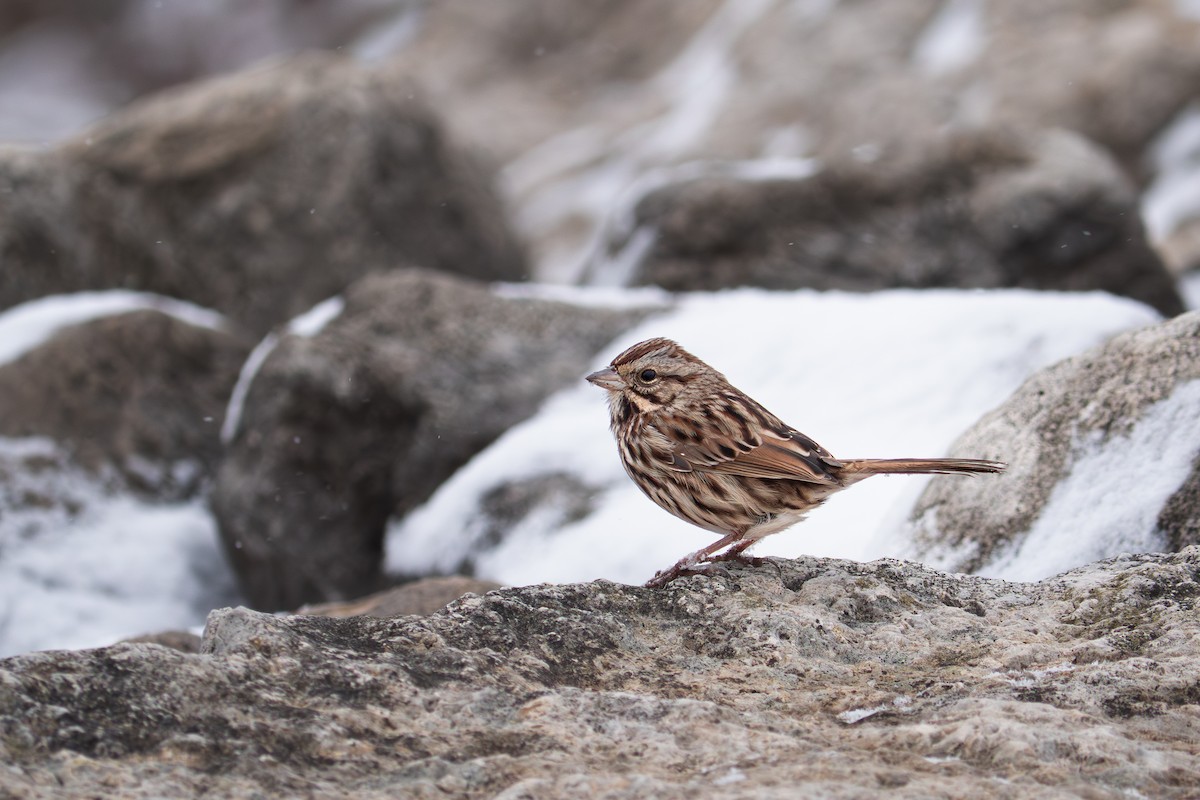 Song Sparrow - ML646549209
