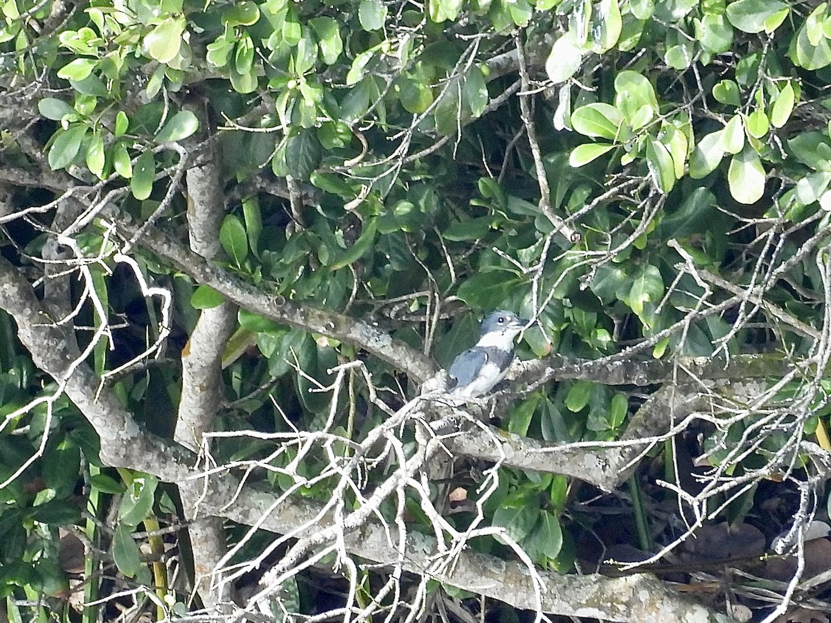 Belted Kingfisher - ML646549213