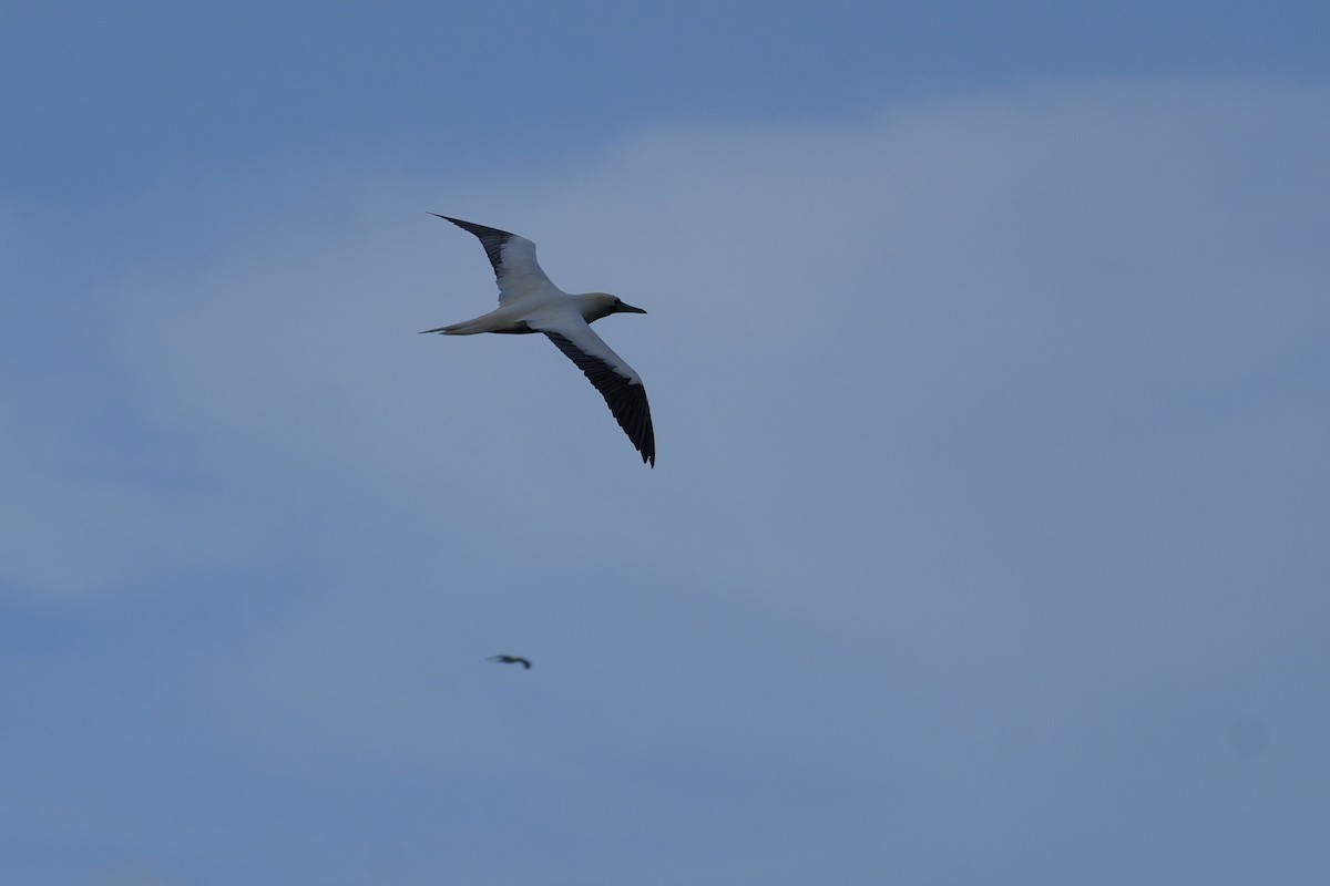 Сула червононога - ML646549216