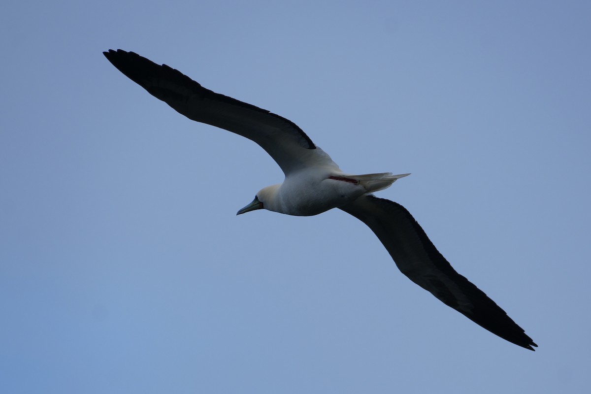 Сула червононога - ML646549218