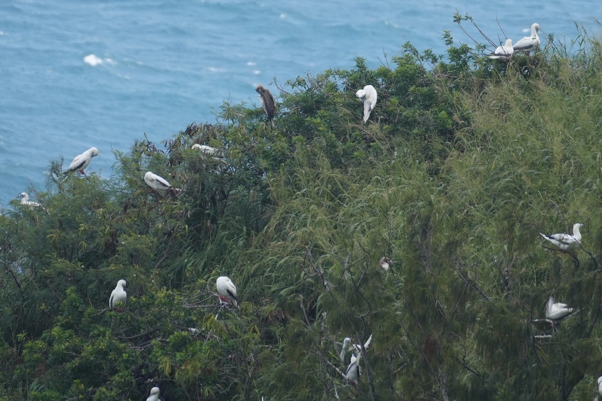 Сула червононога - ML646549219