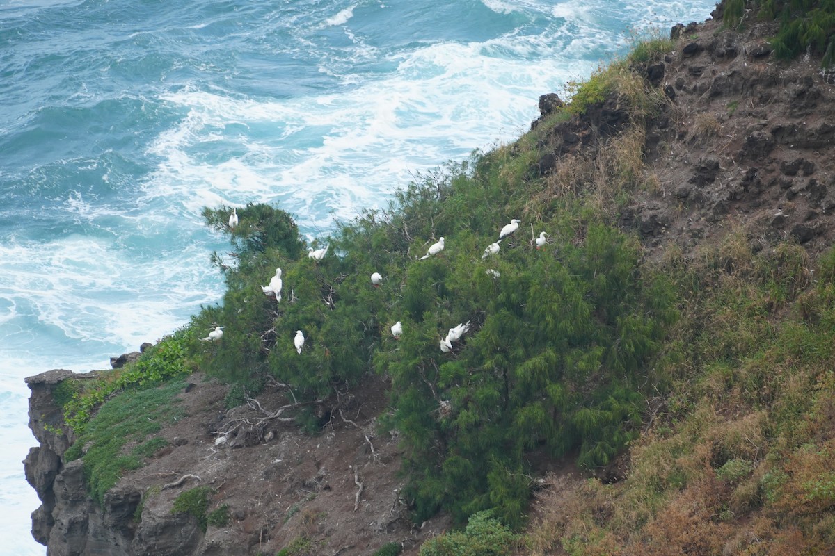 Сула червононога - ML646549220