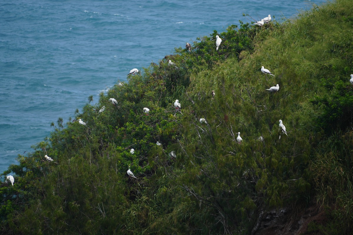 Сула червононога - ML646549221