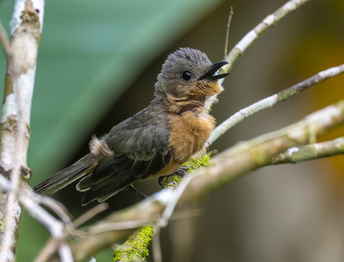 Maluku Islıkçısı (johni) - ML646549223