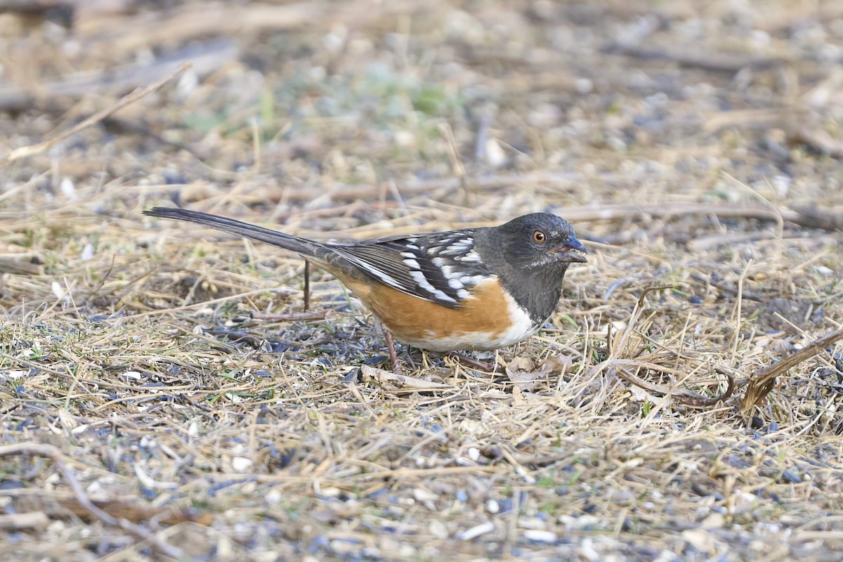 Spotted Towhee - ML646549224
