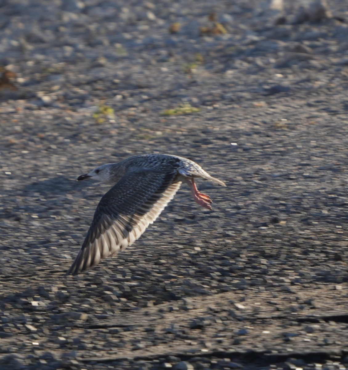 Мартиновий sp. - ML646549228