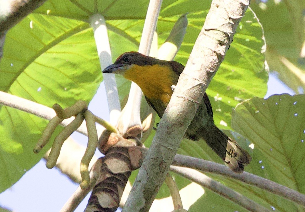 Cabezón Oliva - ML646549230