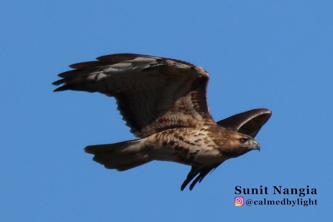 Red-tailed Hawk - ML646549231