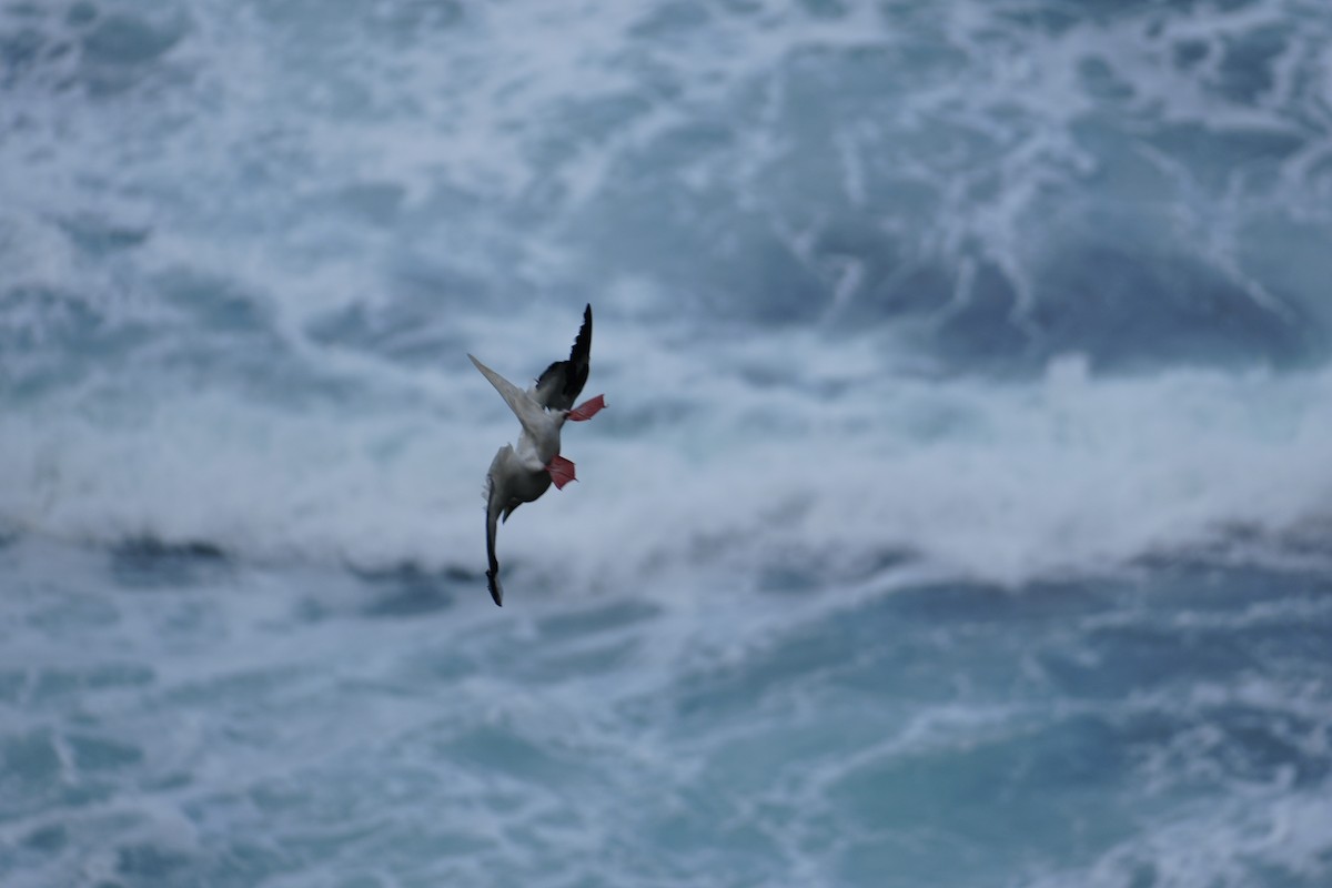 Сула червононога - ML646549233