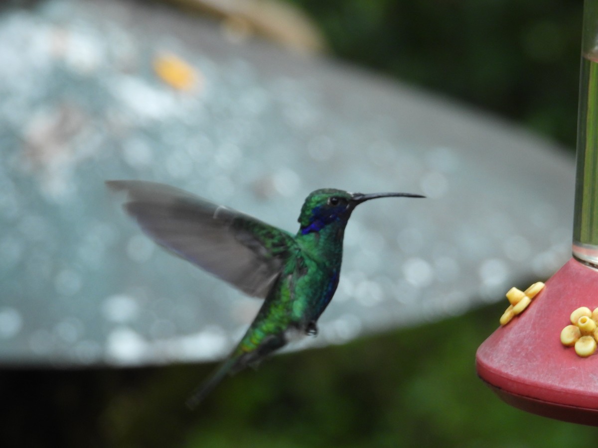Колібрі синьочеревий - ML646549234