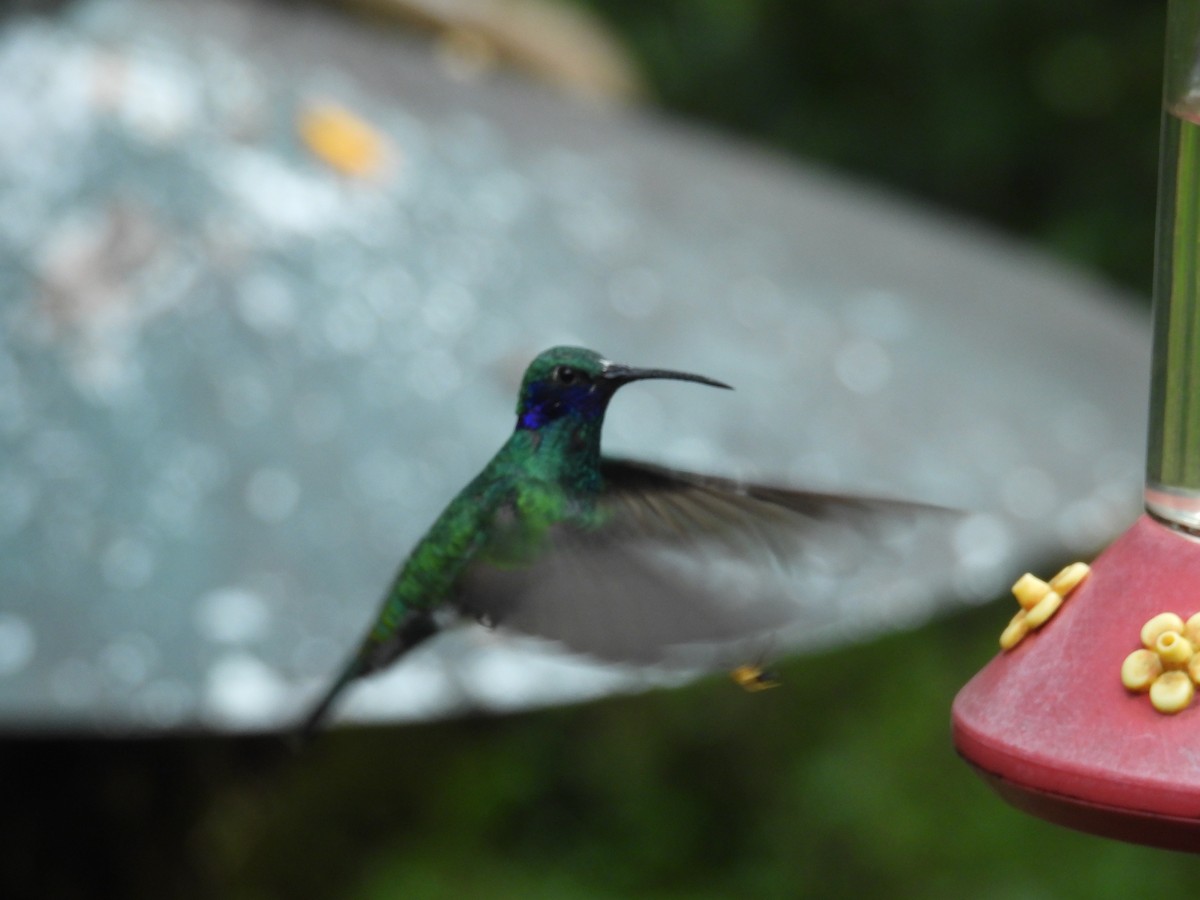 Колібрі синьочеревий - ML646549235