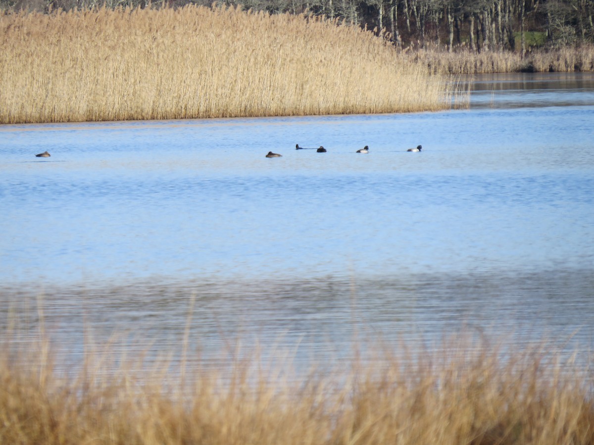 bergand - ML646549237