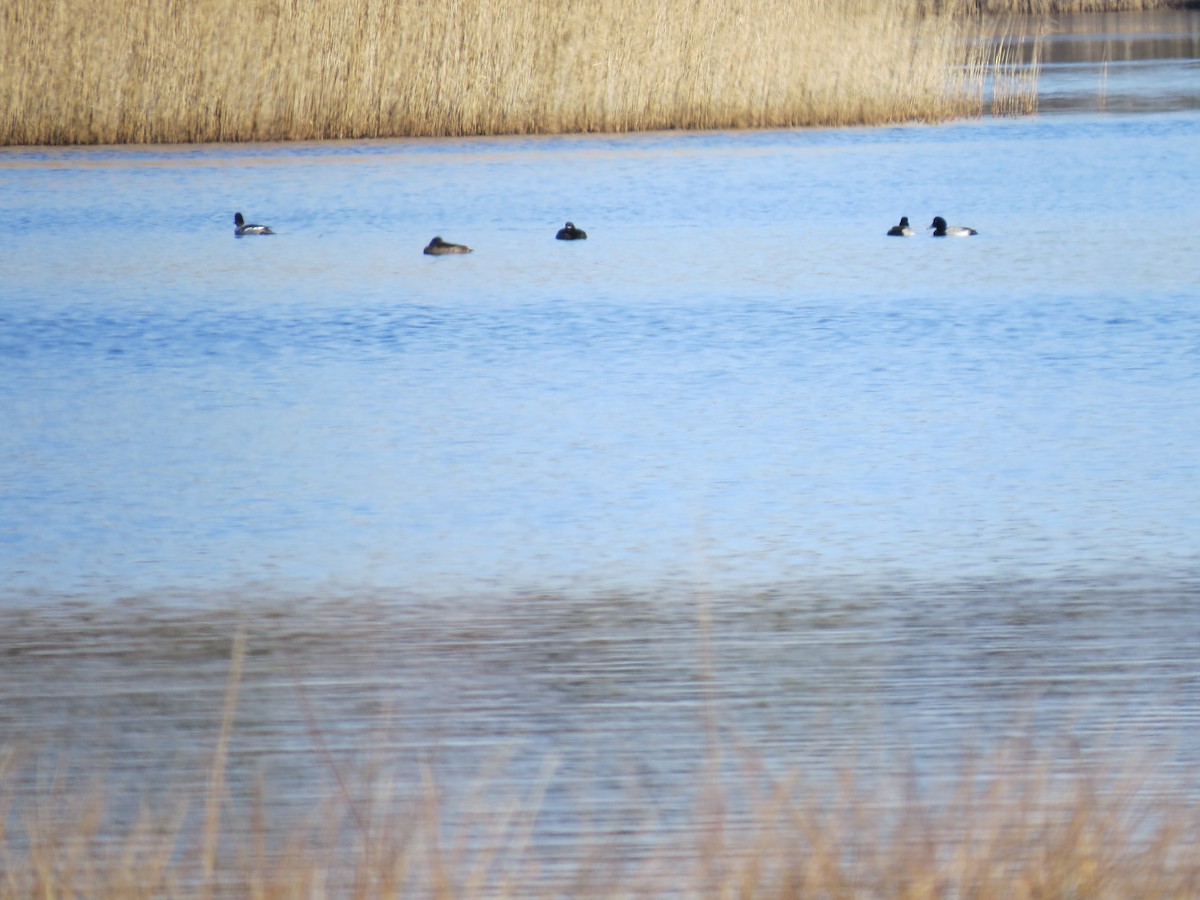 bergand - ML646549238