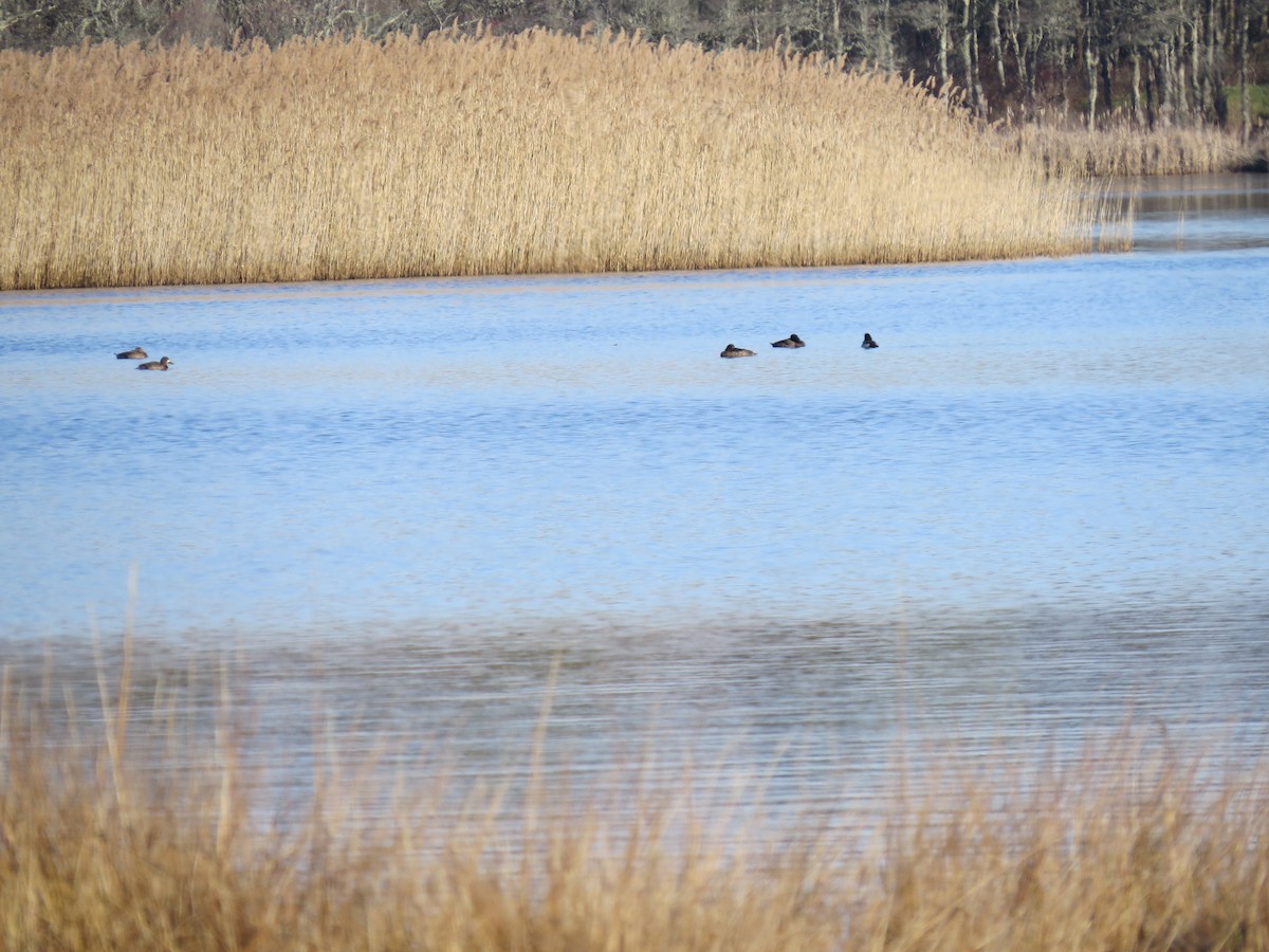 bergand - ML646549239