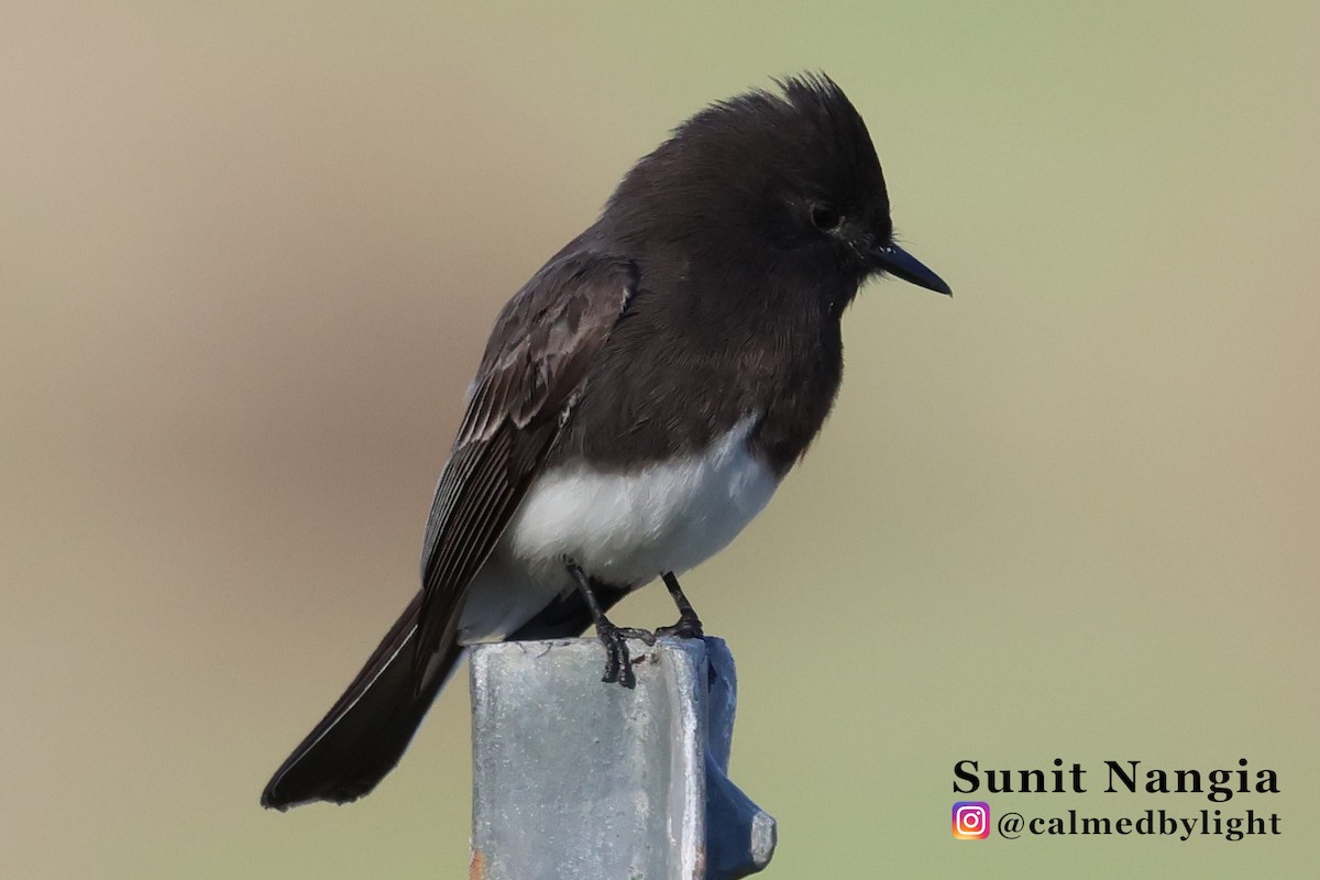 Black Phoebe - ML646549240