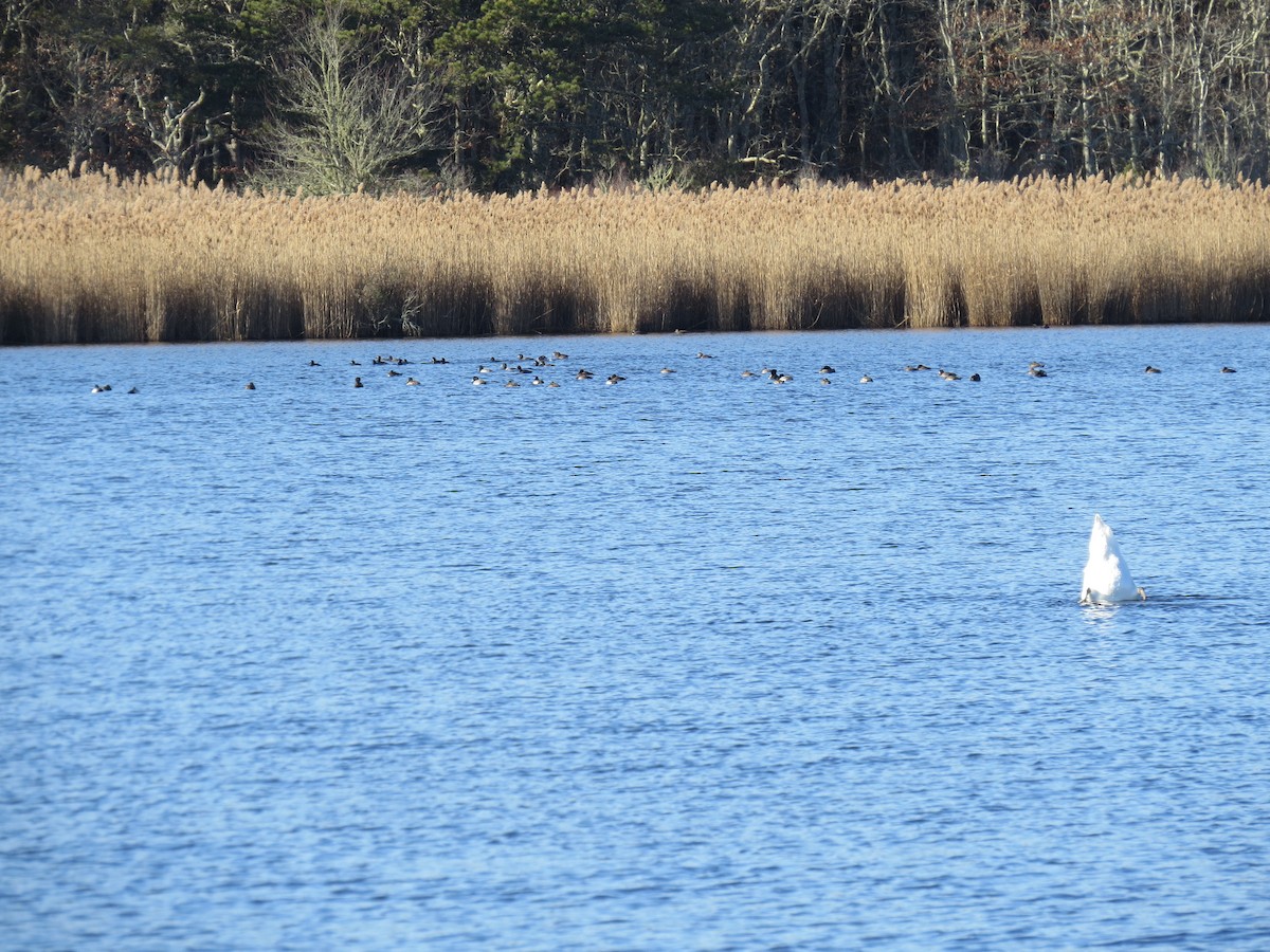 bergand - ML646549241