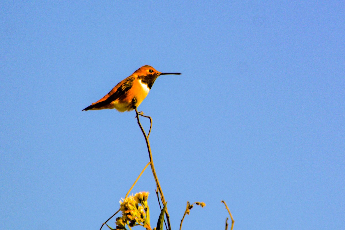 Allen's Hummingbird - ML646549242