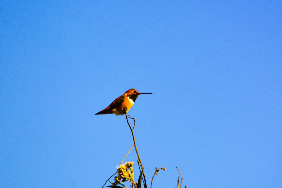 Allen's Hummingbird - ML646549243