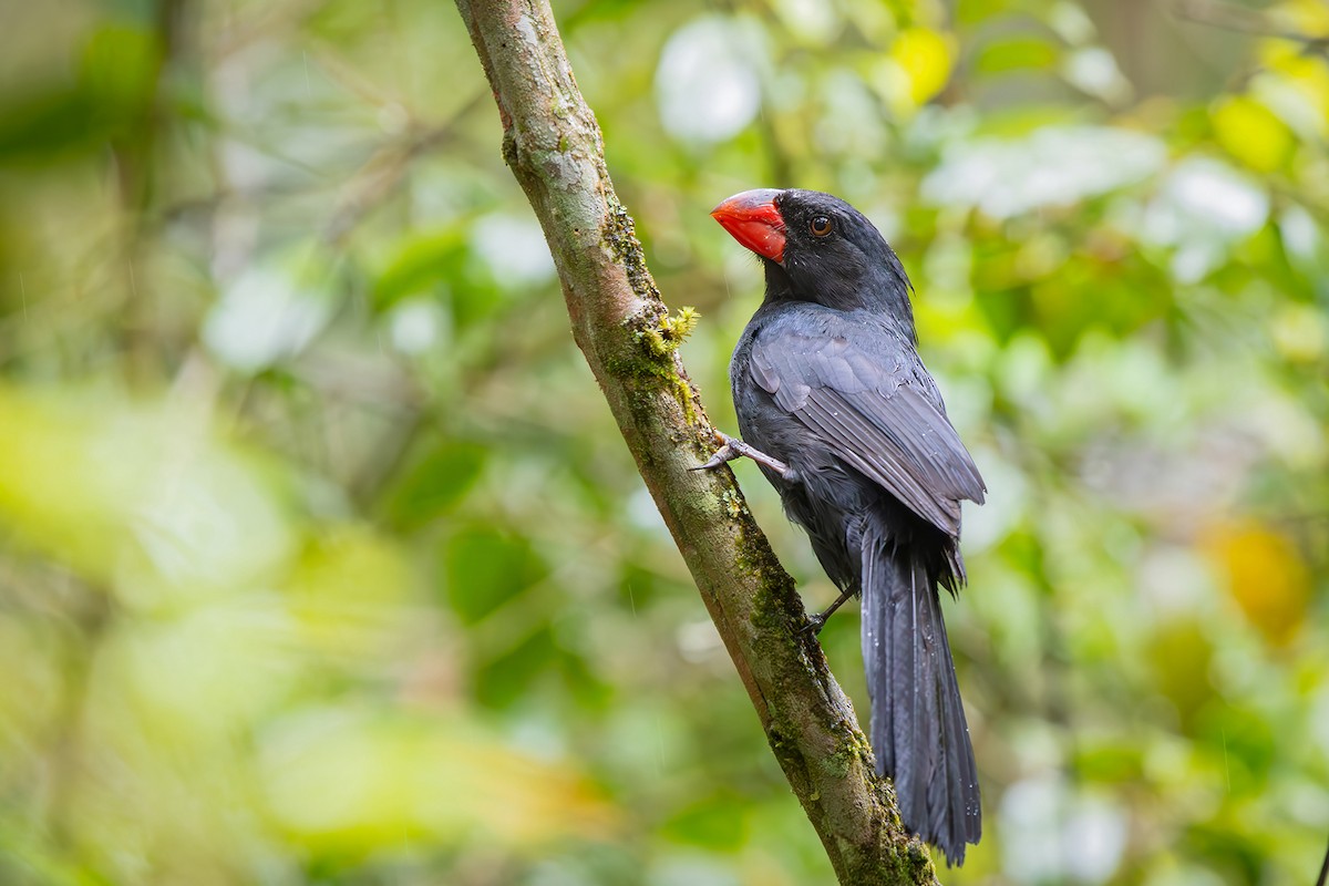 Крючкоклювый сальтатор - ML646549246