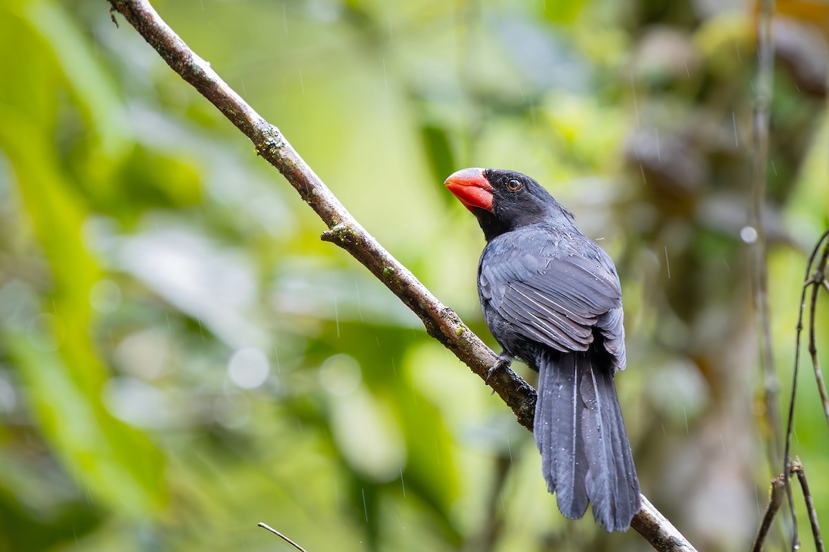 Крючкоклювый сальтатор - ML646549247